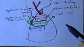 Endocrine 7 Anterior pituitaty [upl. by Moulton]