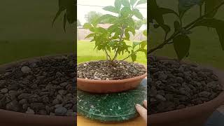 Clump Style Forsythia bonsai [upl. by Vookles]