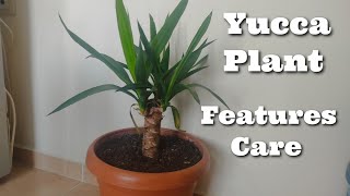 Yucca Plant Features and Care Useful Things [upl. by Panchito]