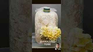 Golden Oyster Mushroom timelapse shorts ytshorts [upl. by Hamal]