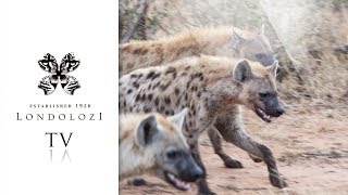 Hyena Clans Clash  Londolozi TV [upl. by Bertine]