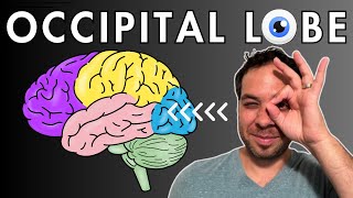 The Occipital Lobe Visual Cortex  Location and Function [upl. by Beitnes]