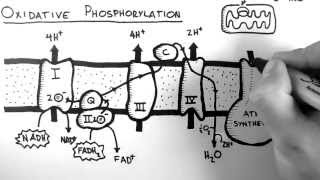 Cellular Respiration 5  Oxidative Phosphorylation [upl. by Llehsam]