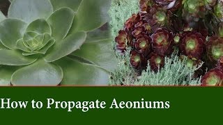 How to Propagate Aeonium from Cuttings [upl. by Oicaro888]