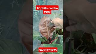 philodendron 1999 9633323975 indoorplant onlineplantsale youtubeshorts [upl. by Grange]