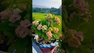 Crown of Thorns Euphorbia milii Beautifully Blomming shorts ytshorts gardening [upl. by Ecilegna]