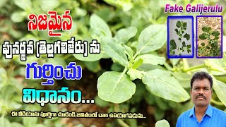 నిజమైన పునర్నవ తెల్లగలిజేరును గుర్తించు విధానంoriginal PunarnavaTellagalijeru In Telugu Videos [upl. by Jak963]