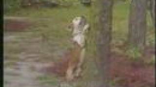 Carolina Camera The Tree Climbing Dog [upl. by Jenness]