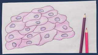 Epithelium the basics  Biology tutorial [upl. by Clare]