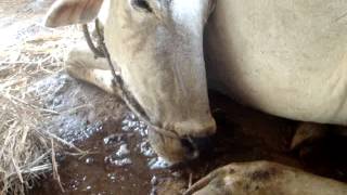 organophosphous poisoining in a cow phorate toxicity symptoms [upl. by Eadith]