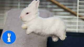 Baby Bunny Rabbits Binky  CUTEST Compilation [upl. by Dilahk]