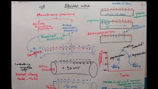 active membrane potential class 12  action potential [upl. by Sherrill538]