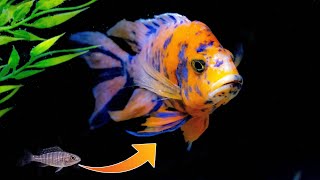 How I Raise and Feed Baby African Cichlids [upl. by Masao]