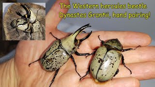 The Western hercules beetle Dynastes grantii the start of breeding [upl. by Einahpit]