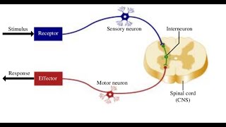 Two Minutes of Anatomy Reflex Arc [upl. by Dellora323]