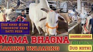 GIVE AWAY DETAILS  LOADING UNLOADING OF BIG KANKREJ AND COW COWSOFKOLKATA CHAKALLAS with MAMALOG [upl. by Ireva542]