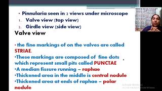 pinnularia  structure and reproduction [upl. by Swainson]