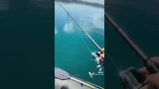 Bracciano lake 🌋 carpfishing fishing carp fish carpfishingvideos [upl. by Malamud817]