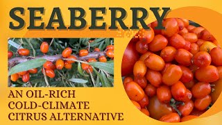 Picking Seaberries Cold Climate OilRich Alternative to Oranges  N Fixer [upl. by Norred331]