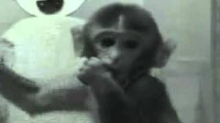 Harry Harlow Monkey Experiment Contact Comfort [upl. by Idolla]