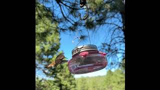 Rufous Hummingbird feeding in slomotion in the wind [upl. by Saticilef]