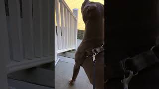 My blue nose pit bull loves howling at sirens [upl. by Callie]