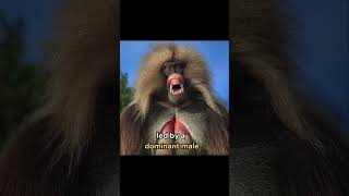 Meet the Gelada Baboon The Living Fossil animals baboon nature [upl. by Belmonte]