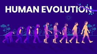 Human Evolution Animated Timeline [upl. by Hedley]