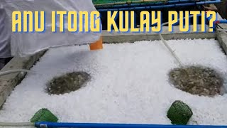 Adding K1 Kaldness Media  Biofiltration  Recirculating Aquaculture System [upl. by Mall]