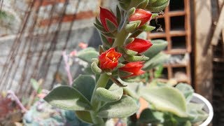 Echeveria coccinea en floracióninflorescenciafloresflowersinflorescence [upl. by Gill]