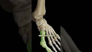 Bunions See description for link to full episode 🦶🎙️ r2e thefootcollective bunions [upl. by Albright196]