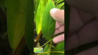 POTTED ANUBIAS LANCEOLATA MEGA HARDY BACKGROUND PLANT 5 HUGE LEAVES [upl. by Tnomad]