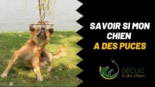 Quel est le moyen de savoir si mon chien a des puces [upl. by Oidale509]