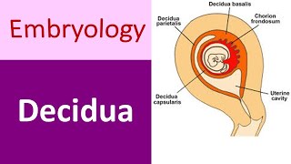 Understanding the Decidua Definition Parts and Differences [upl. by Aliel354]