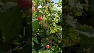 Raspberries at Stades Farm [upl. by Enorej]