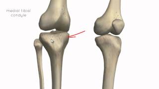 Knee Joint  Part 1  3D Anatomy Tutorial [upl. by Araccot702]