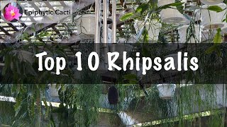 Top 10 Rhipsalis [upl. by Aglo]