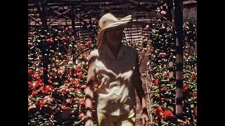 1970s 16mm News Film  San Diego  Bob Mills  GREENHOUSE FLOWERS [upl. by Greta924]