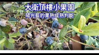 頂樓小果園藍莓陽光藍果實成熟判斷１ 藍莓 盆植藍莓 台灣藍莓種植 藍莓種植 大衛頂樓小果園 [upl. by Tsepmet526]