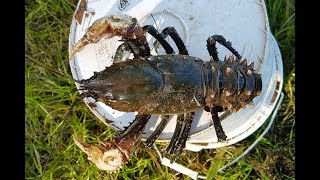 How to catch crayfish with meat and string [upl. by Nanor]