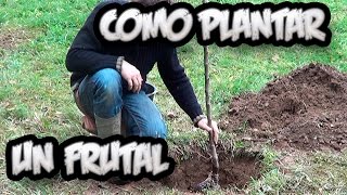 Como Plantar Un Arbol Frutal  Vergel Organico  La Huertina De Toni [upl. by Loferski638]