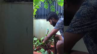 Root இருக்கு Beetஅ காணோம் எங்க போயிடுக்கும்👀😂  Mr Makapa shorts [upl. by Garreth165]