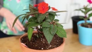 How to Plant Impatiens in a Container  Indoor Planting [upl. by Naggem]