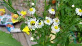 The Power of Daisy Fleabane Erigeron strigosus [upl. by Aneen160]