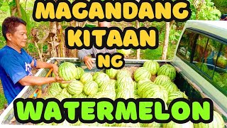 Magandang Kitaan Ng Watermelon [upl. by Gilboa]