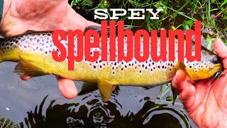 Fishing for Brown Trout on Scotlands most famous salmon river a day on the Spey [upl. by Ahsinirt]