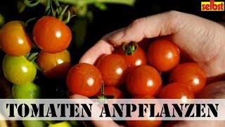 Tomaten anpflanzen – Pflege Standort Schädlinge  selbstde [upl. by Azarcon]