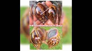 Archachatina marginata Vs Achatina achatina [upl. by Laurice]