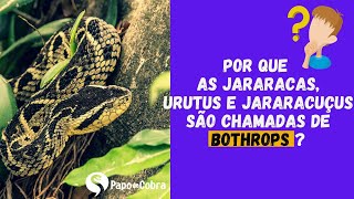 Por que jararaca é chamada de Bothrops  Papo de Cobra [upl. by Bust]