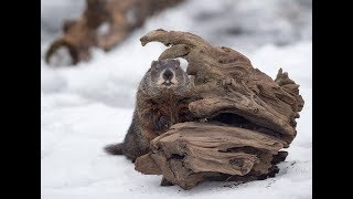 Canadian groundhogs differ on early end to winter [upl. by Neelehtak914]